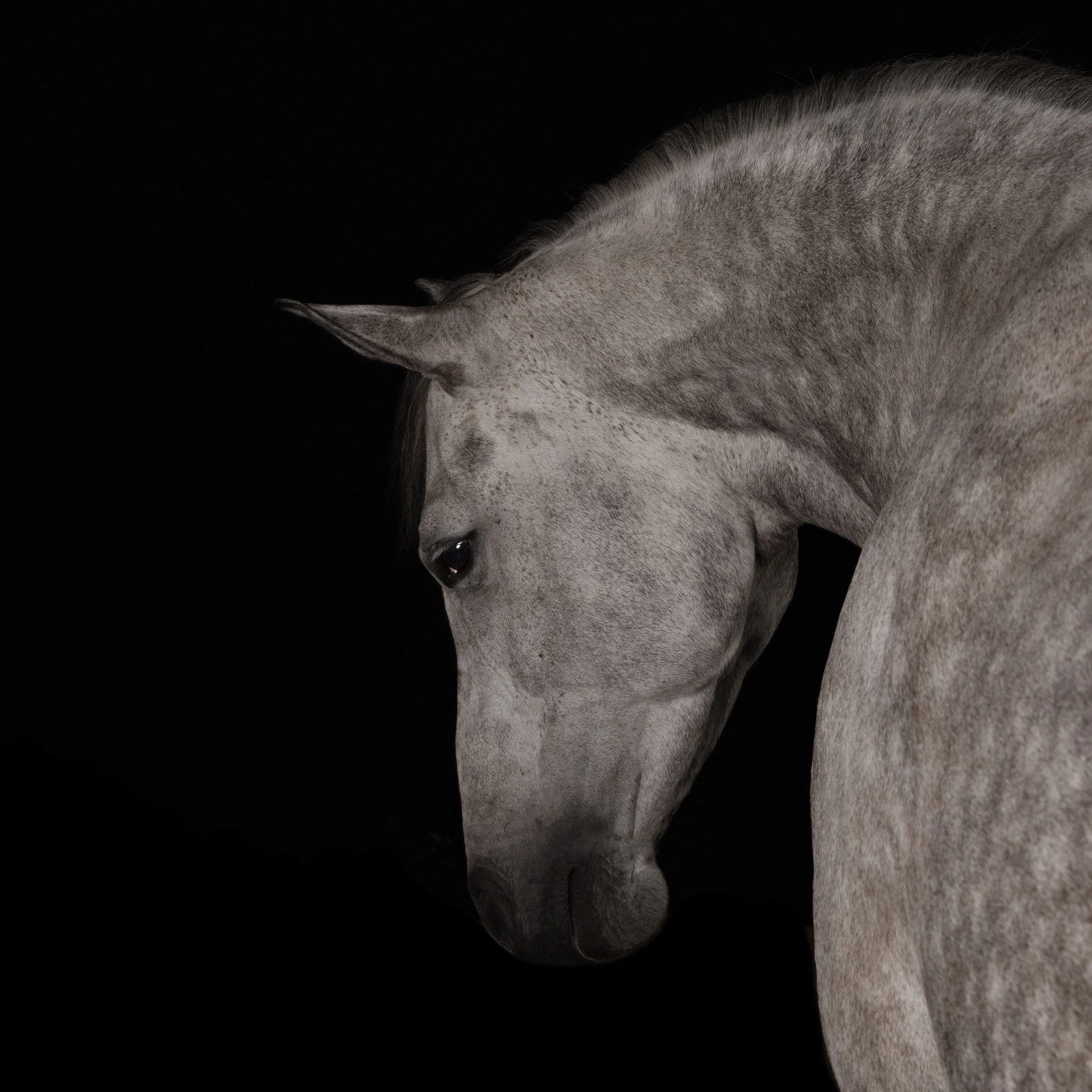 Horse portrait representing program lead placeholder