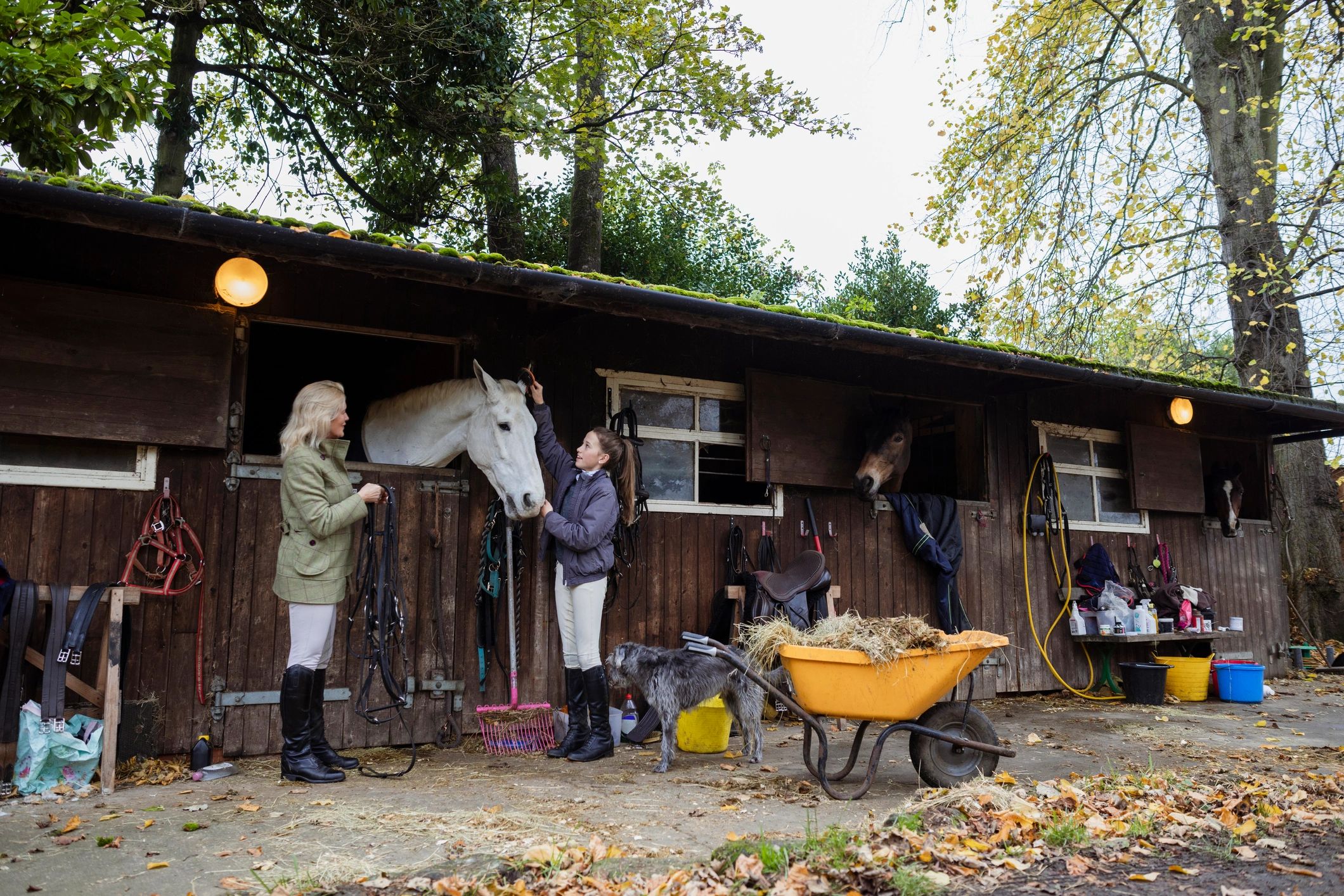 Volunteer brushing a horse at a stable