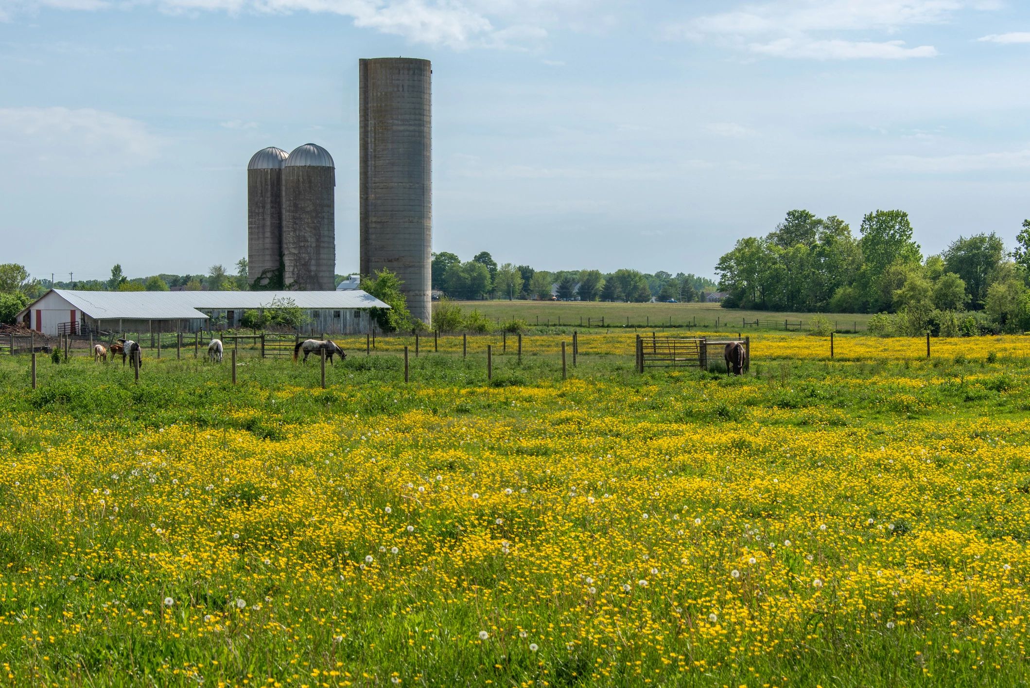 Horses grazing in a green pasture near a barn