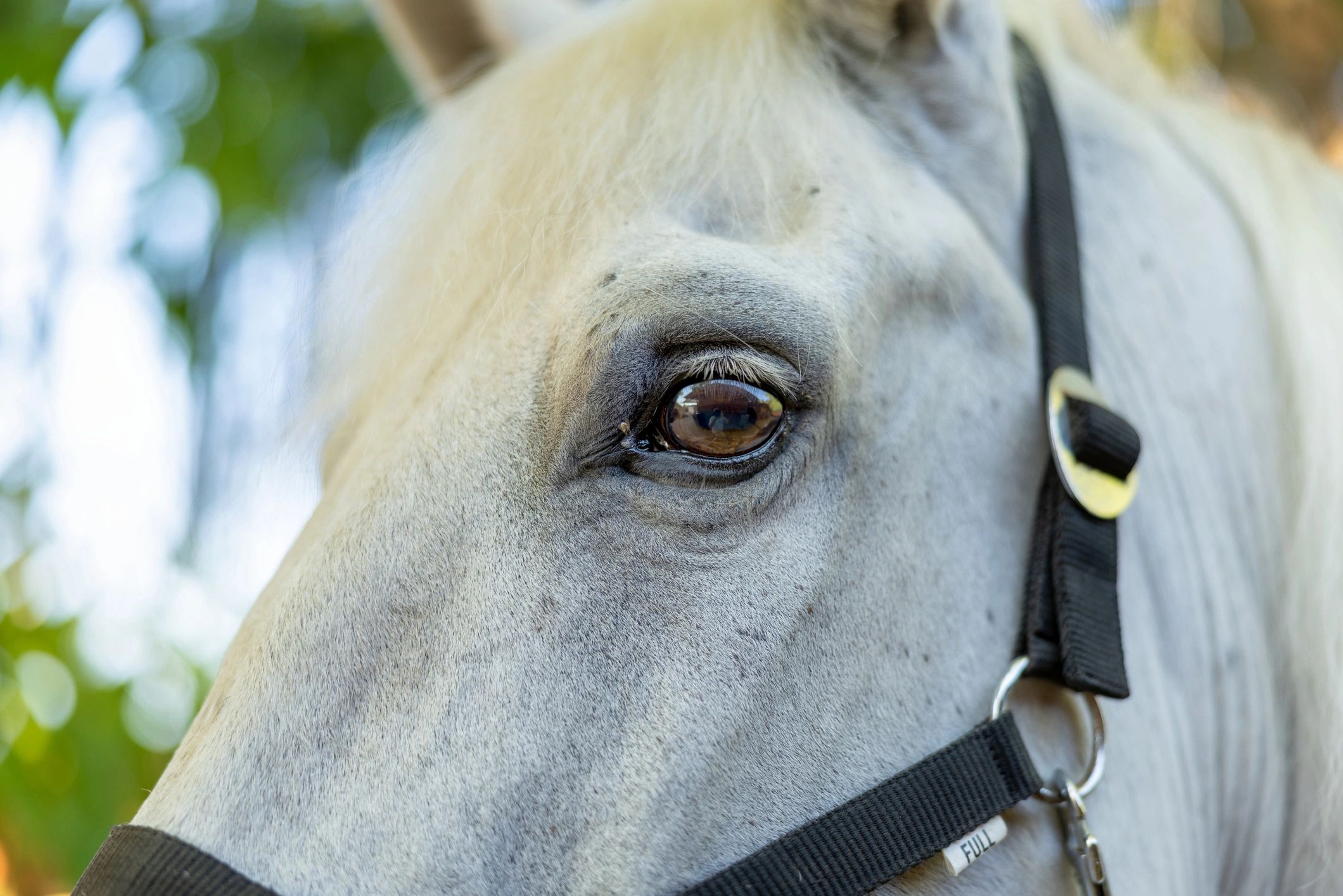 Close-up of a horse with a calm, gentle expression