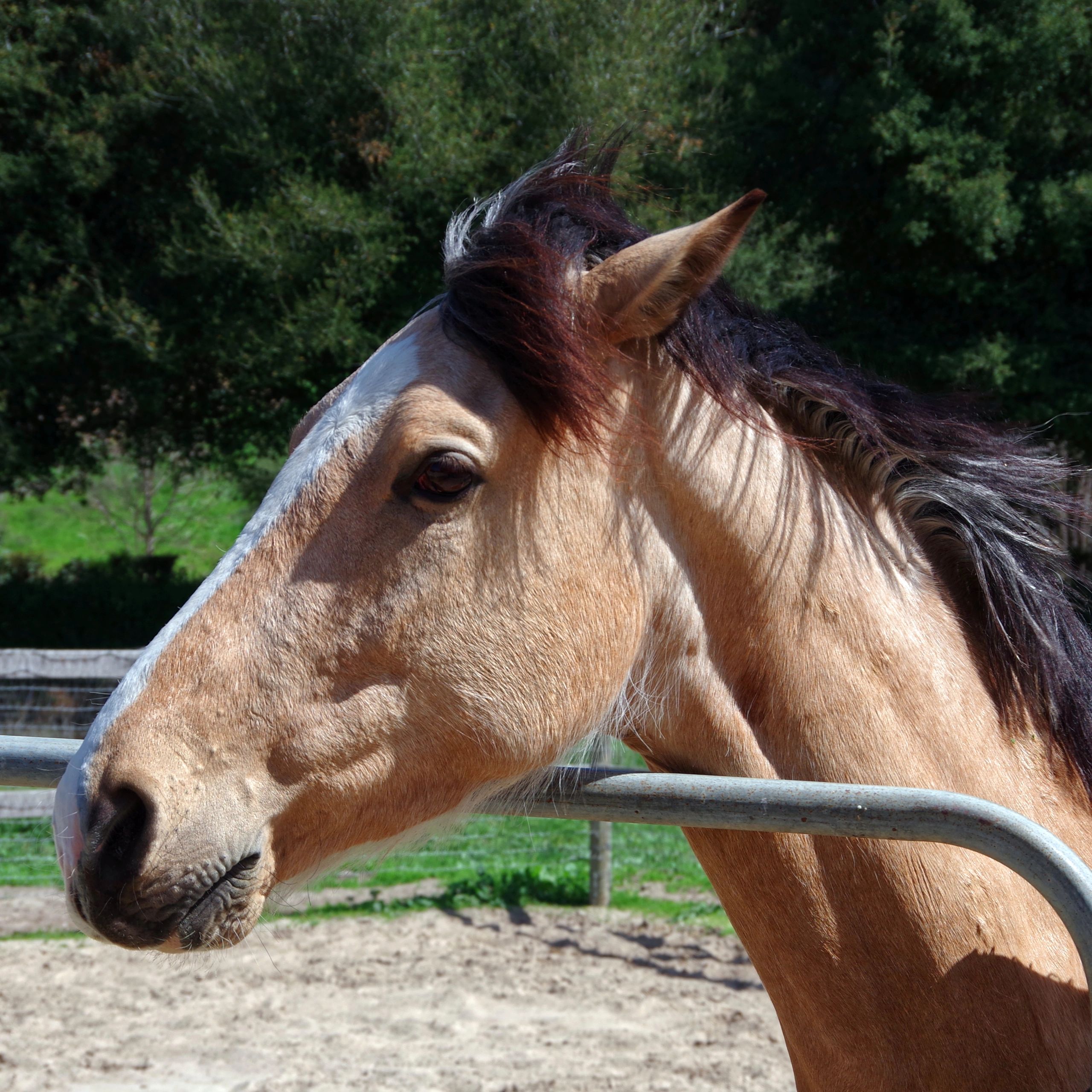 Horse portrait representing board member placeholder